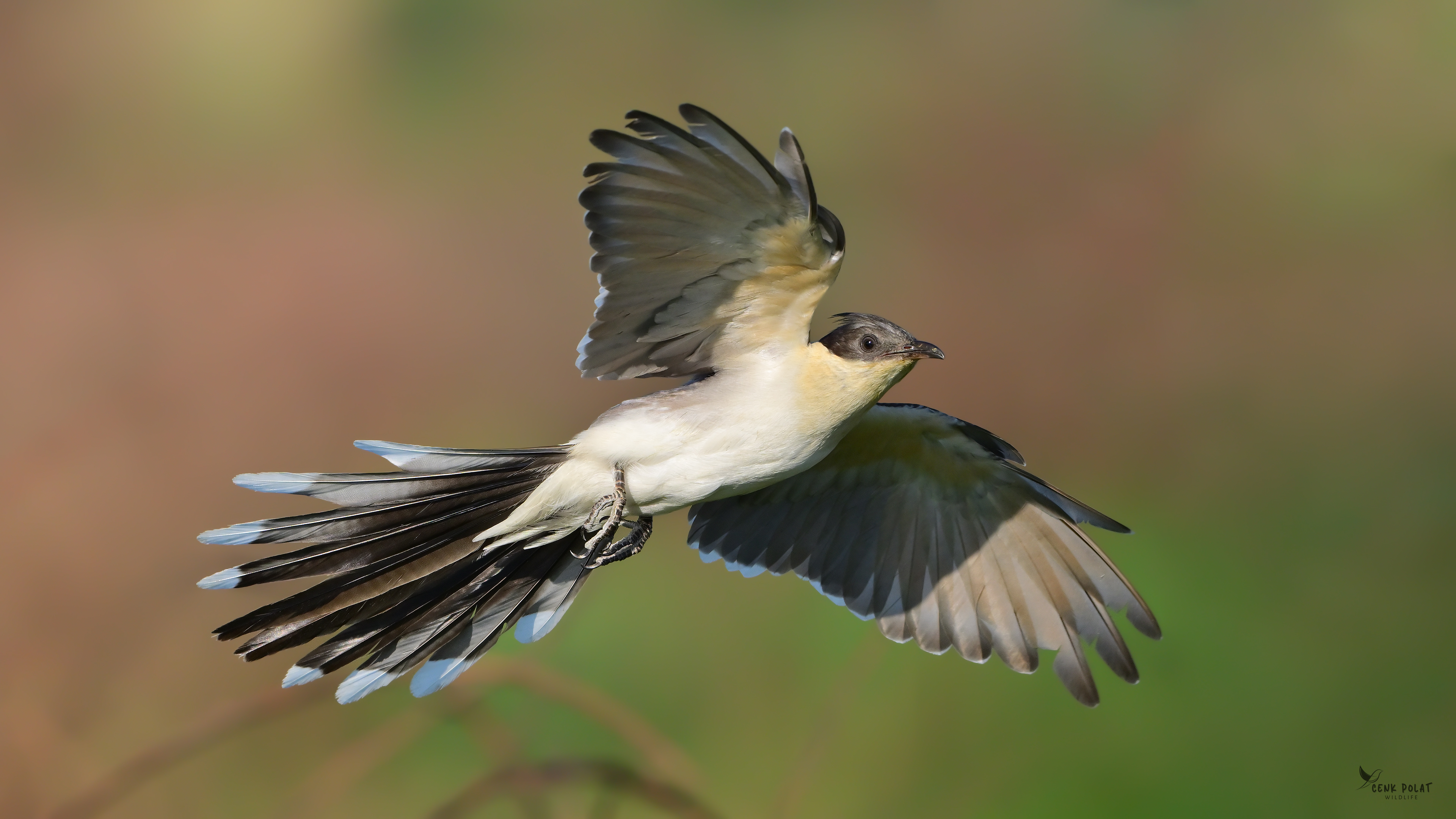 Great Spotted Cuckoo